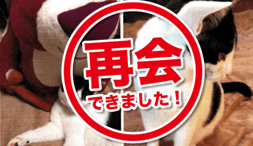 【解決済】迷い猫のお知らせ