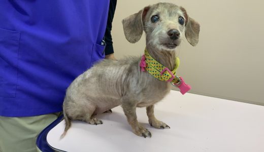 迷い犬のお知らせ
