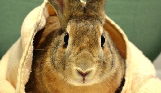 らいおん動物病院ブログ更新しました