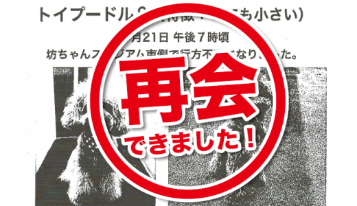 迷い犬のお知らせ