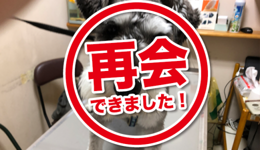 【解決済】迷い犬のお知らせ