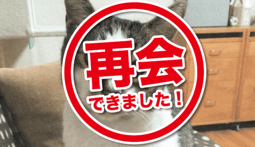 【解決】迷い猫のお知らせ