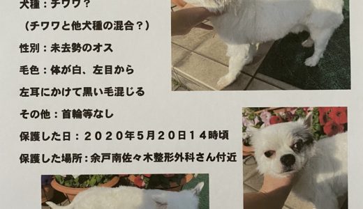 迷子犬を保護しています。
