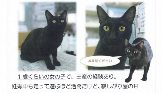 ねこの里親募集中です(黒猫)