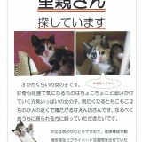 三毛子猫里親募集