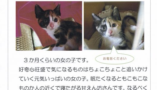 こねこの里親を募集しています