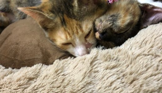 らいおん動物病院ブログ更新しました