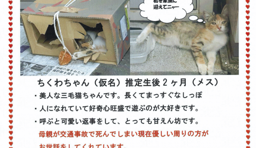 (決定しました)三毛こねこの里親さんを募集しています