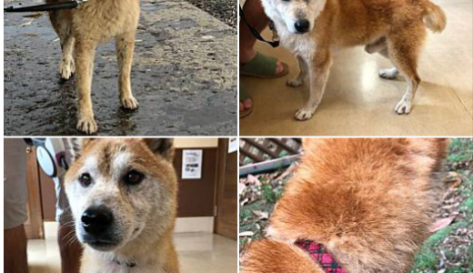 迷子犬を保護しています