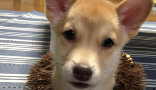 らいおんブログを更新しました