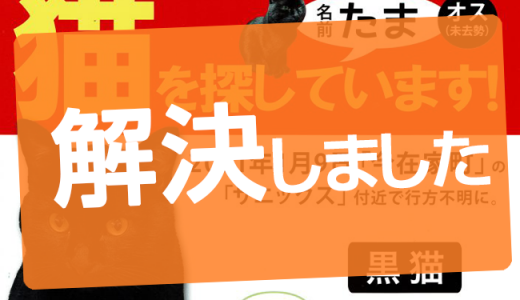 迷い猫のお知らせです。