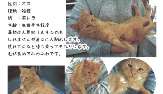 ねこの里親さん募集中です（茶トラ)