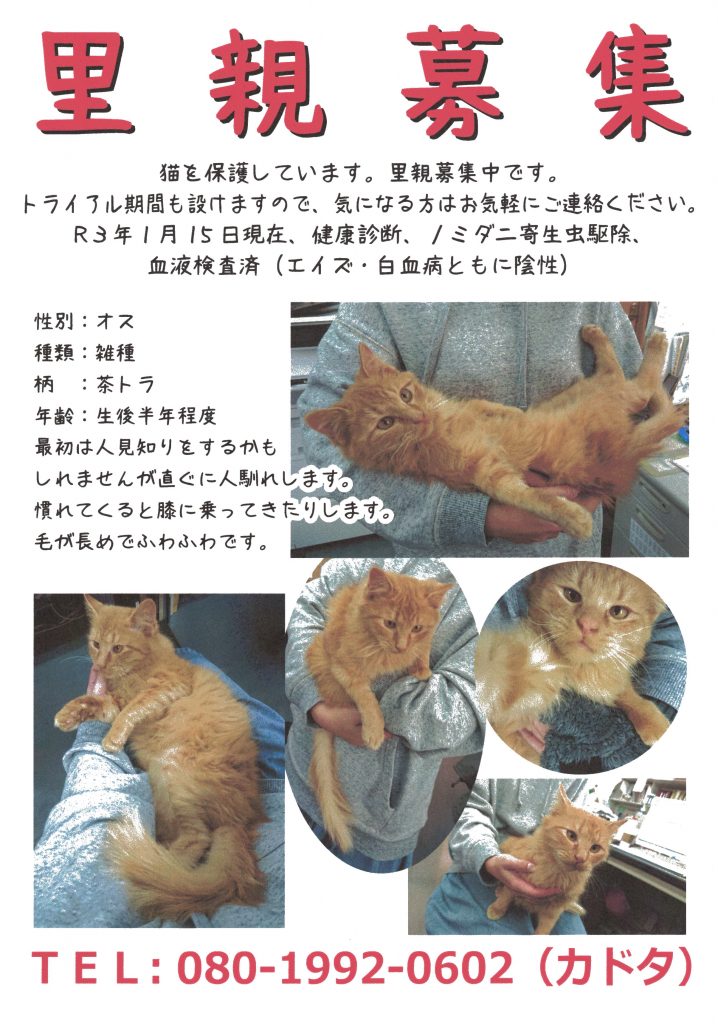 里親募集チラシ