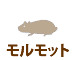 モルモット