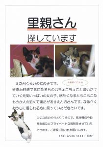三毛子猫里親募集